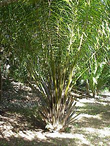 albero olio di palma