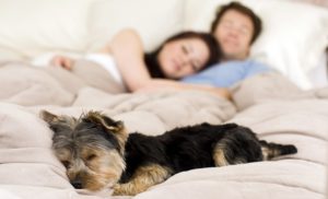 Il mio cane dorme troppo o dorme poco?Il sonno dei cani – notiziesecche (Blog)