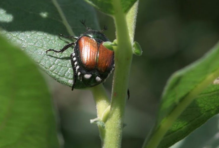 Coleottero giapponese