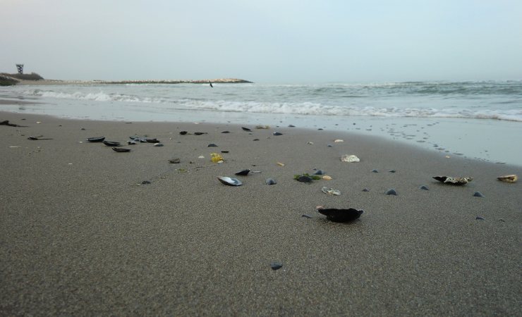 Rosolina Mare