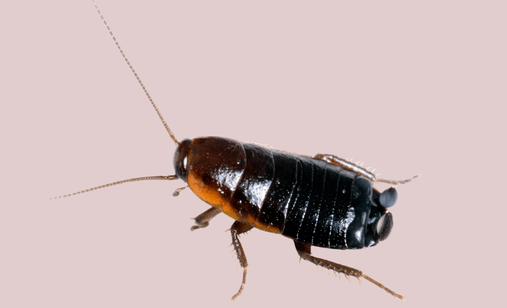 blatta nera