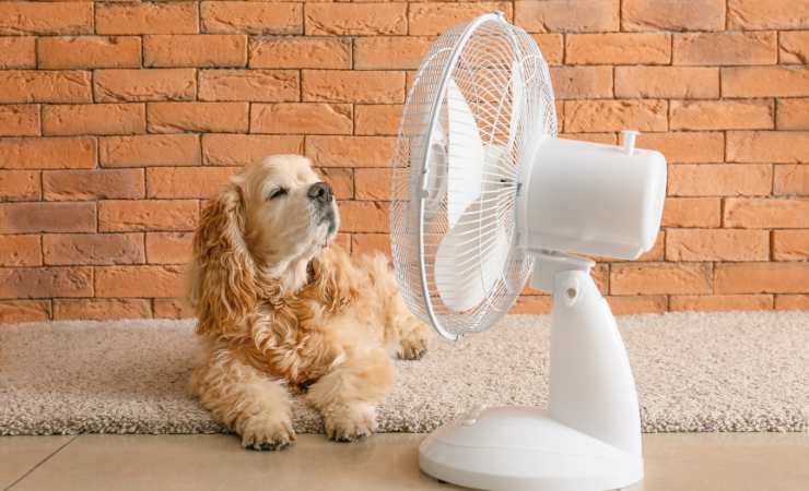 Ventilatore in casa