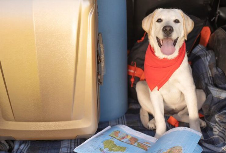 Cane in vacanza