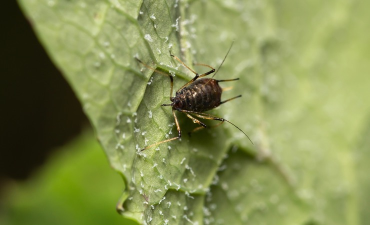Una specie ormai diventata endemica