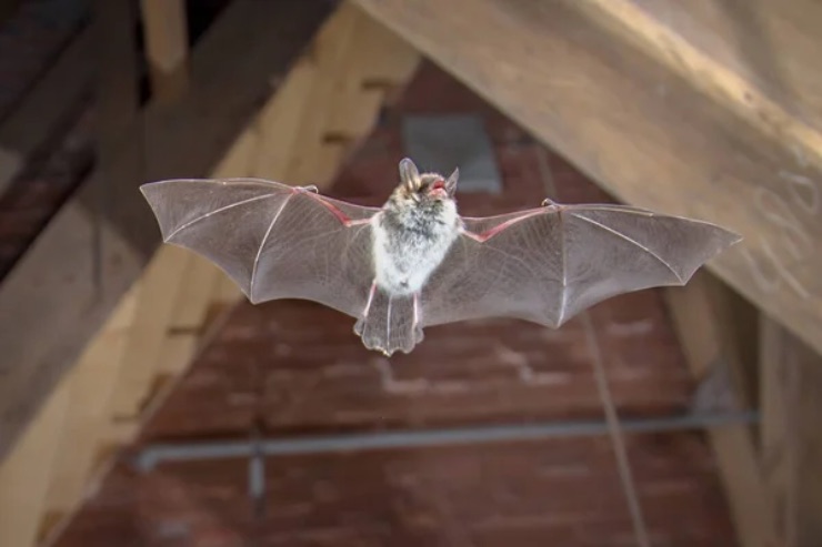 Pipistrelli 