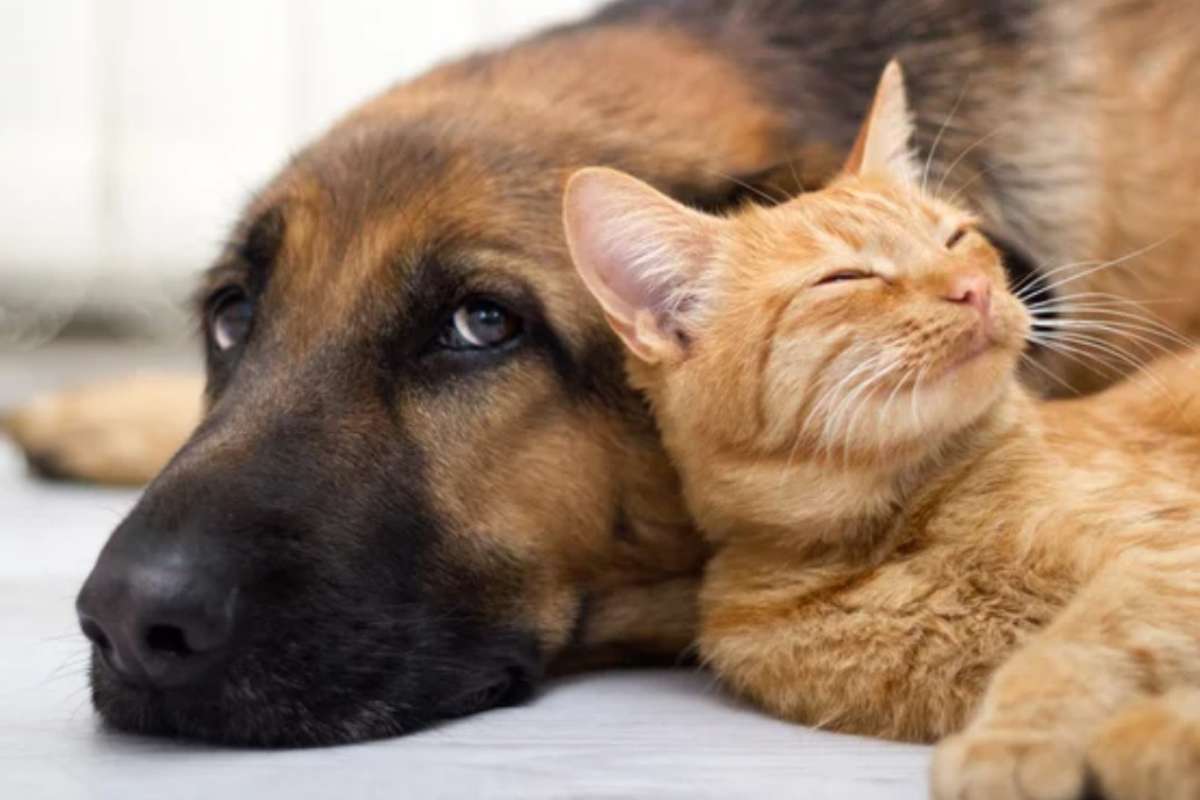 Regole su cani e gatti (Depositphotos foto) - www.notiziesecche.it