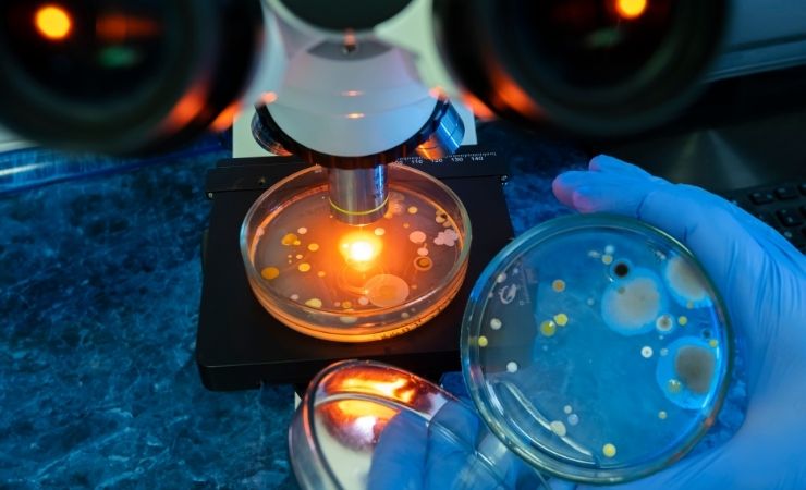 Batteri al microscopio