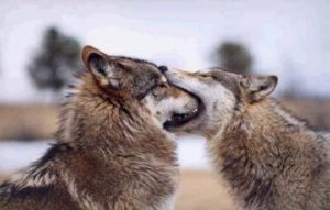 Perché si dice in bocca al lupo