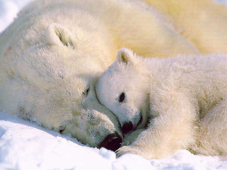 Frasi Pensieri E Messaggi Sugli Animali Notiziesecche Frasi Aforismi E Citazioni