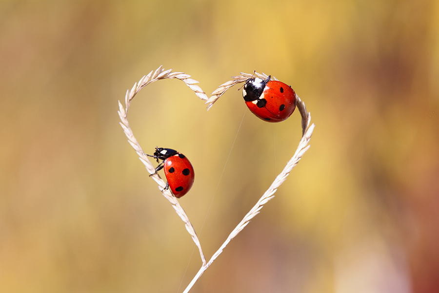 Frasi Di Auguri Di Compleanno Per La Fidanzata Notiziesecche Frasi Aforismi E Citazioni