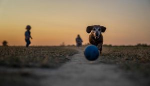 Illustrazione di un cane che gioca (Pixabay FOTO) - www.notiziesecche.it