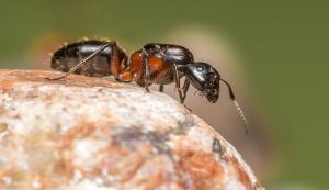 formica in natura