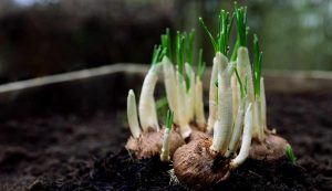 Illustrazione di alcuni bulbi (Pixabay FOTO) - www.notiziesecche.it