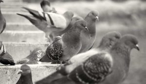 piccioni