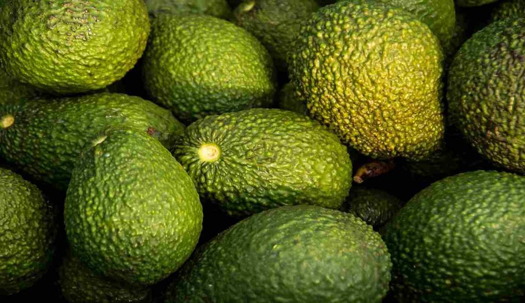 avocado verde