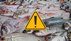 Pescato vario (Pixabay foto) - www.notiziesecche.it