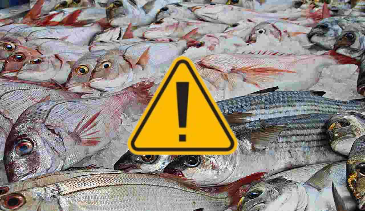 Pescato vario (Pixabay foto) - www.notiziesecche.it