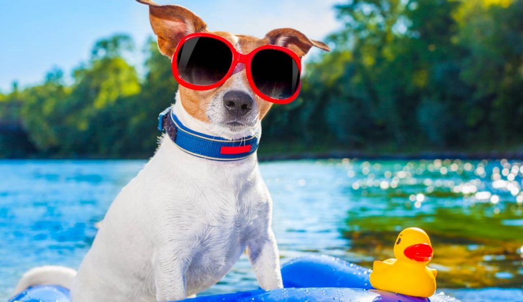 Animali domestici e alte temperature: strategie per evitare colpi di calore