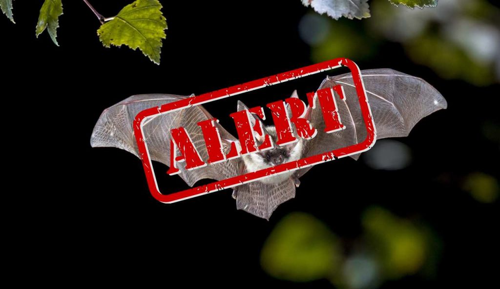 Allerta pipistrelli