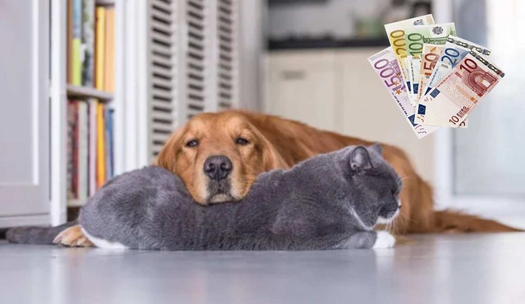 Cani e gatti (Depositphotos foto) - www.notiziesecche.it