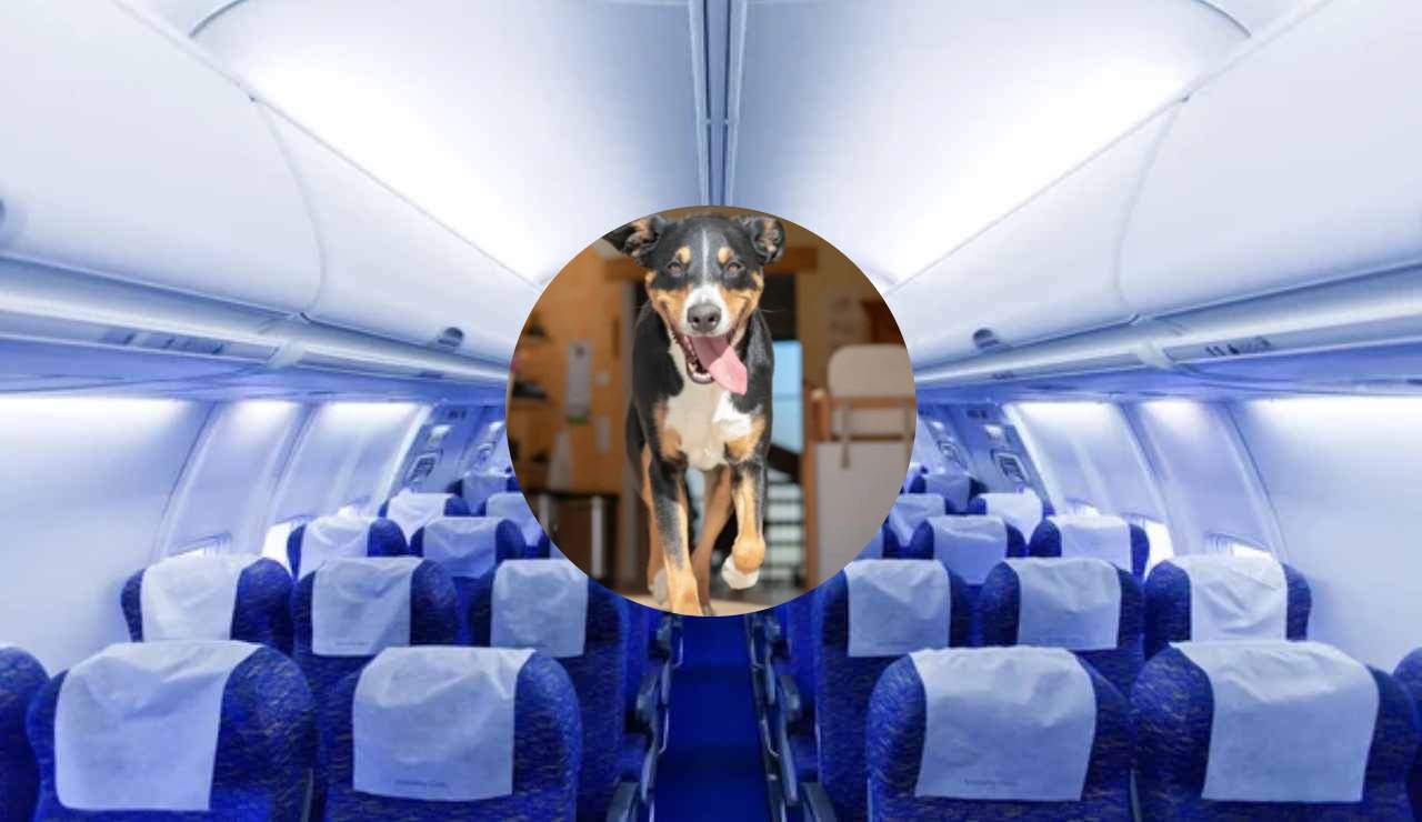 Posti in aereo e cane (Depositphotos foto) - www.notiziesecche.it